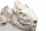 Fossil Oreodont (Merycoidodon) Skull with Associated Bones #232219-7